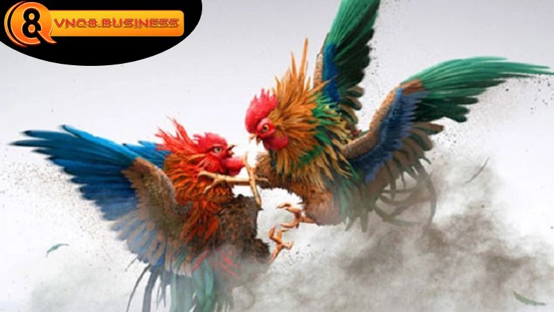 Những lợi ích khi tham gia Đá gà VNQ8