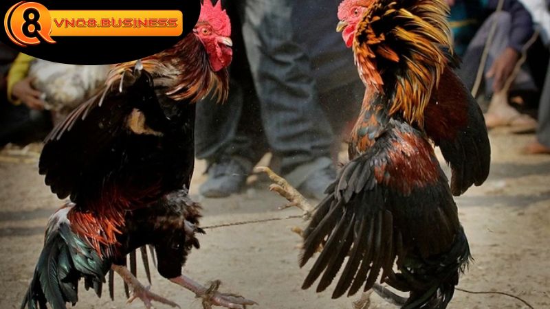 Hướng dẫn cách chơi Đá gà VNQ8 chi tiết